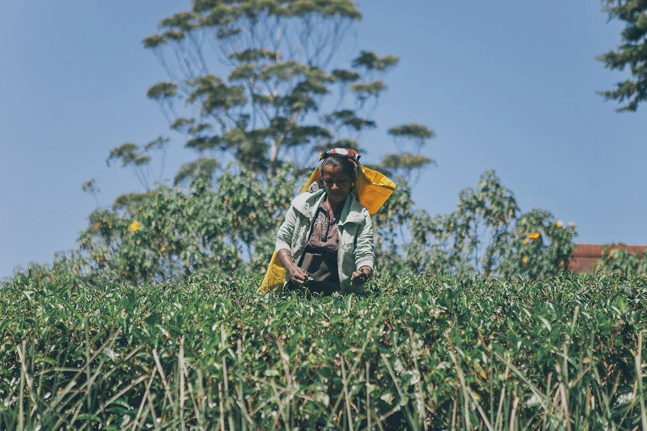Tea plucker from Sri Lanka