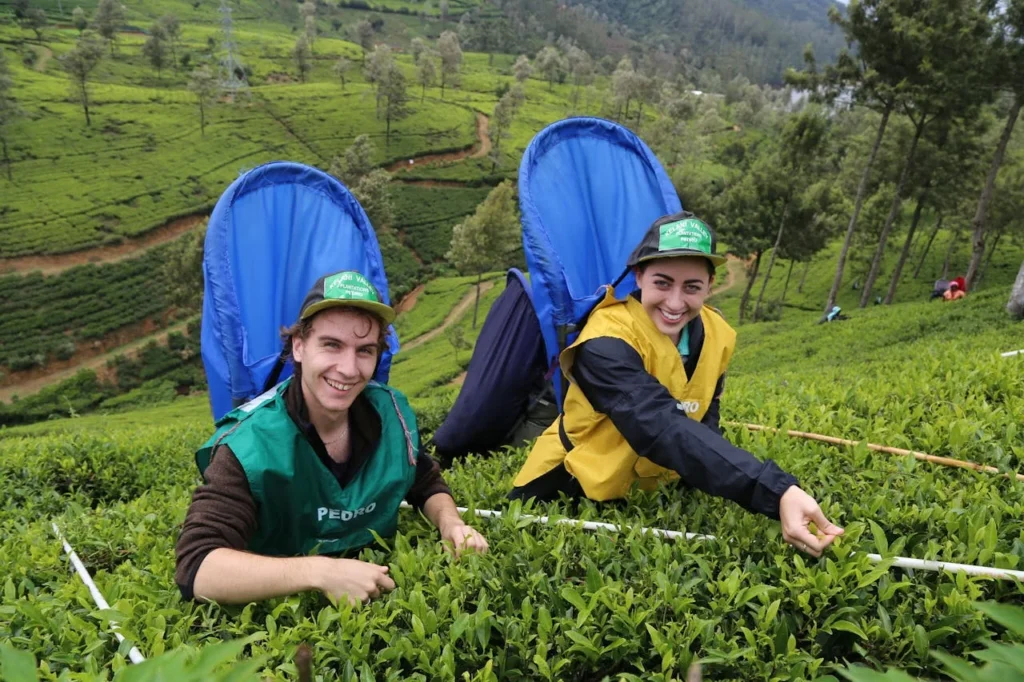 Tourists plucking Tea Leaves